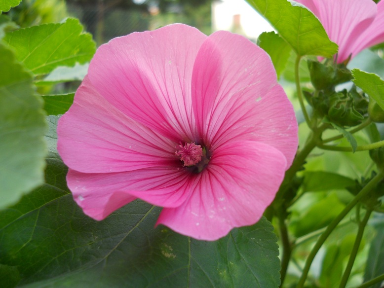 Malva trimestris